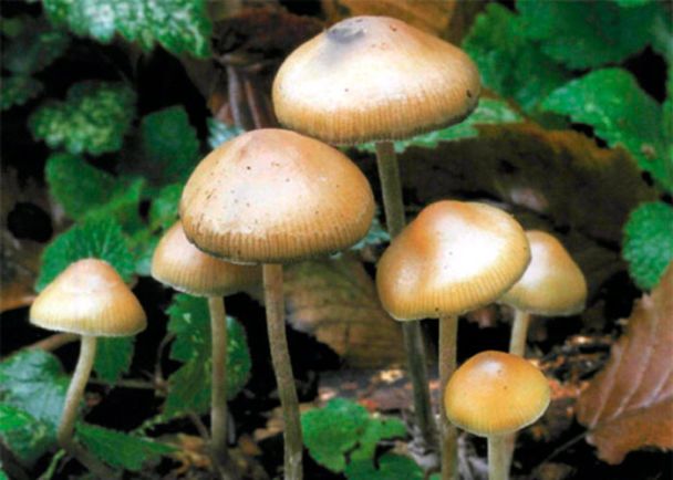 Магічний гриб (Psilocybe cubensis)