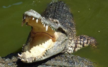 На Філіппінах батько покусав крокодила, щоб звільнити сина