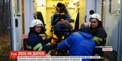 Вблизи Чернобыльской зоны легковушка сбила лося и перевернулась