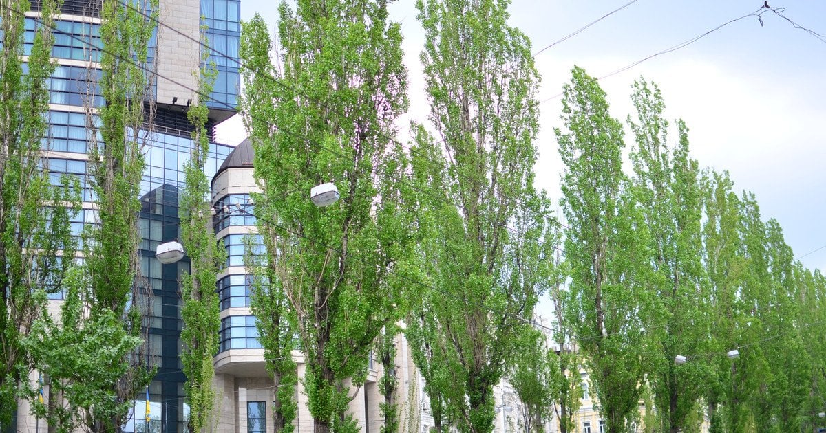 Почему в СССР вдоль дорог сажали тополя