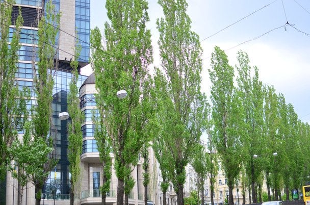 Почему в СССР всюду сажали тополя и зачем сейчас их активно вырубают: об этом интересно знать