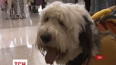 Погратися із цуценятами пропонують мандрівникам, що застрягли у аеропорту Лос-Анджелеса