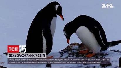 Закохані пінгвіни: українські полярники поділилися романтичними кадрами до Дня святого Валентина