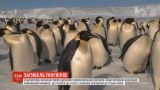 Британські вчені розкрили таємницю зникнення імператорських пінгвінів в Антарктиді