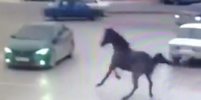 У Чечні наляканий кінь щодуху влетів у Toyota. Відео