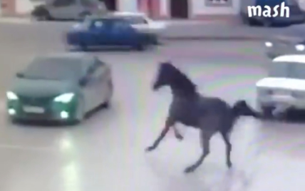У Чечні наляканий кінь щодуху влетів у Toyota. Відео
