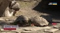 Черепахи лакомятся арбузами! Летнее меню для гигантов, которое не каждый может себе позволить