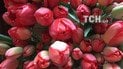 Грози з дощами, місцями до 17 градусів тепла і похолодання. Якою буде погода в перший тиждень весни