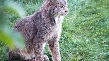 рись зі своїми кошенятами_3 / © Facebook/Tim Newton Photography