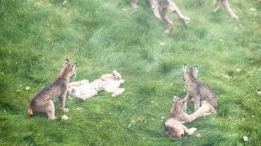 рись зі своїми кошенятами_9 / © Facebook/Tim Newton Photography