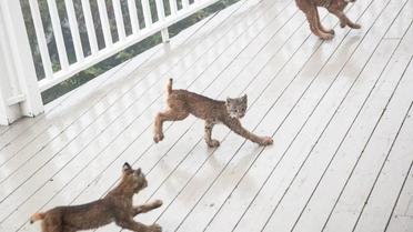 рись зі своїми кошенятами_11 / © Facebook/Tim Newton Photography