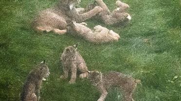 рись зі своїми кошенятами_8 / © Facebook/Tim Newton Photography