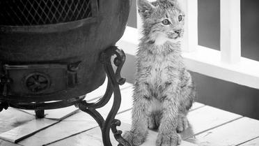 рись зі своїми кошенятами_6 / © Facebook/Tim Newton Photography