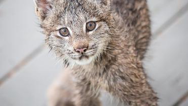 рись зі своїми кошенятами_7 / © Facebook/Tim Newton Photography