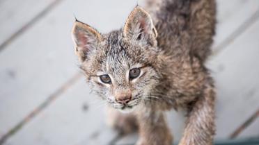 рись зі своїми кошенятами_4 / © Facebook/Tim Newton Photography