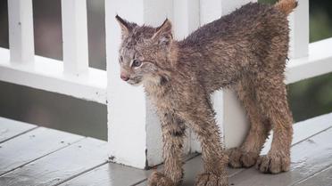 рись зі своїми кошенятами_1 / © Facebook/Tim Newton Photography