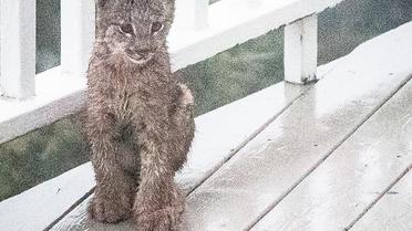 рись зі своїми кошенятами_2 / © Facebook/Tim Newton Photography