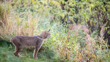 рись зі своїми кошенятами_5 / © Facebook/Tim Newton Photography