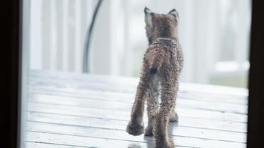 рись зі своїми кошенятами_10 / © Facebook/Tim Newton Photography