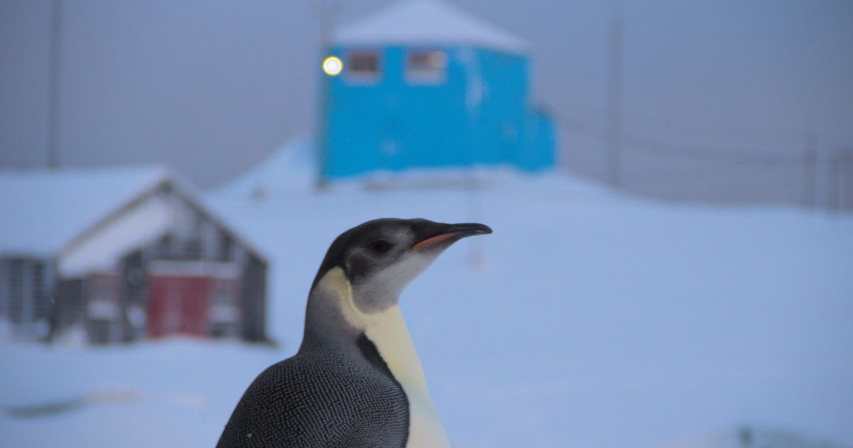 Императорский пингвин посетил станцию "Академик Вернадский" /Фото Александр Мацибура и Анна Соиний.