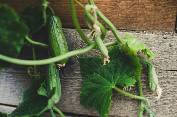 Лучшая подкормка для огурцов: всего два ингредиента и кустарники разрастутся, как сорняки