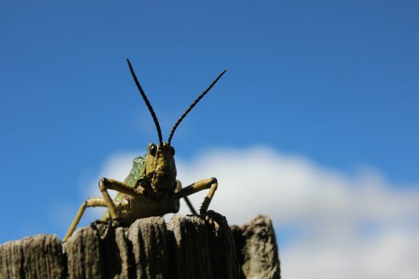 15 июня кузнечики очень громко стрекочут — будет дождь / © Unsplash