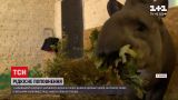 Новини України: у харківському екопарку з'явилося на світ дитинча тапірів