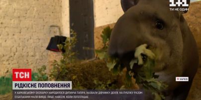 Новости Украины: в харьковском экопарке появился на свет детеныш тапиров