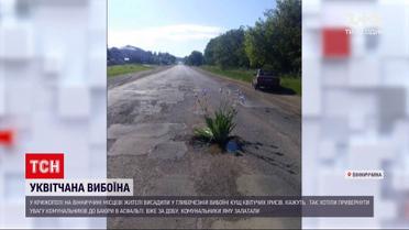 Новости Украины: жители Крижополя высадили в глубокой выбоине куст ирисов