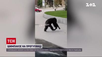 У центрі Харкова вдень розгулювала шимпанзе