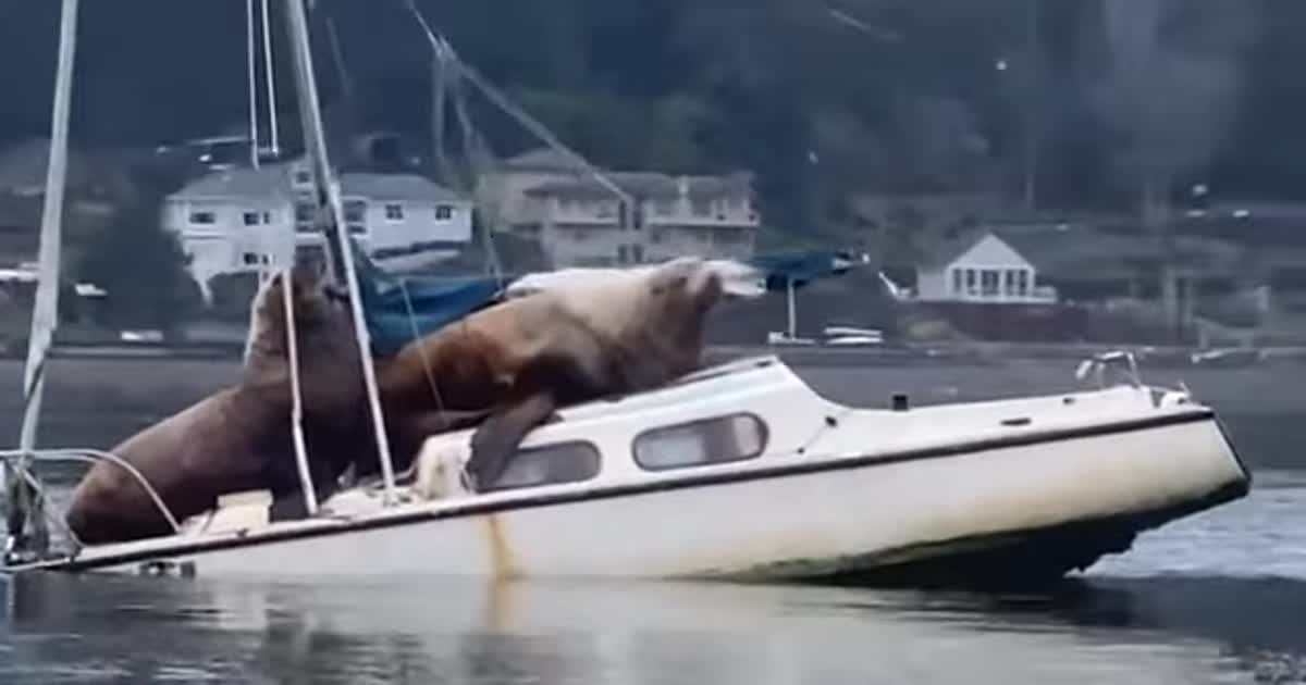 Para Ogromnyh Morskih Lvov Edva Ne Zatopila Lodku Na Poberezhe Ssha Smotrite Video Kurezy Tsn Ua