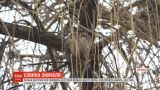 Несколько десятков сов зимуют на высокой иве в центре Черновцов