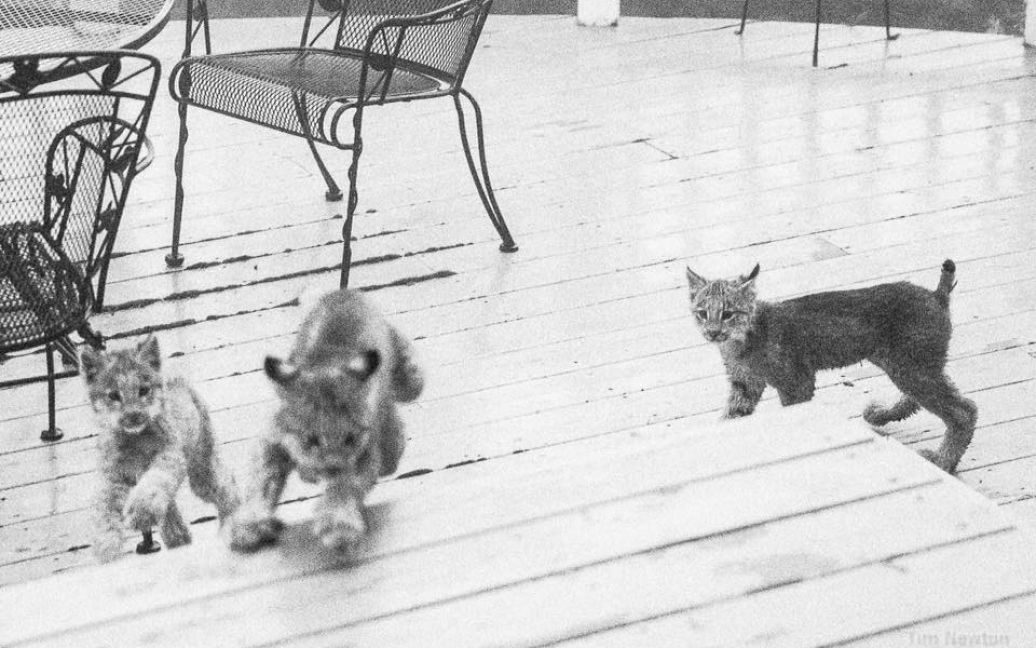Семеро кошенят довгий час гралися на ґанку. / © Facebook/Tim Newton Photography