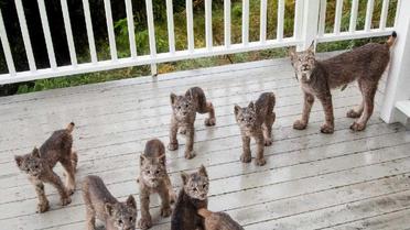 рись зі своїми кошенятами_22 / © Facebook/Tim Newton Photography