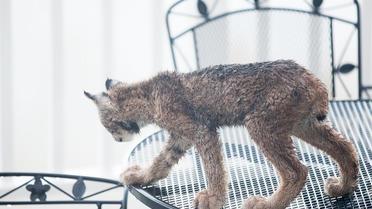 рись зі своїми кошенятами_13 / © Facebook/Tim Newton Photography