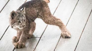 рись зі своїми кошенятами_15 / © Facebook/Tim Newton Photography