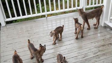 рись зі своїми кошенятами_21 / © Facebook/Tim Newton Photography