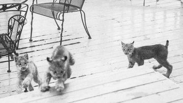 рись зі своїми кошенятами_14 / © Facebook/Tim Newton Photography