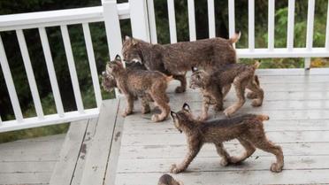 рись зі своїми кошенятами_17 / © Facebook/Tim Newton Photography