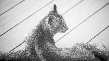 рись зі своїми кошенятами_19 / © Facebook/Tim Newton Photography