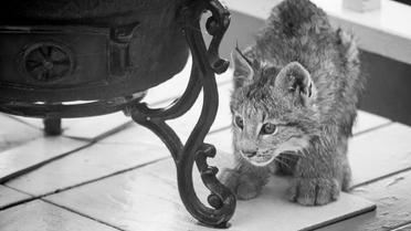 рись зі своїми кошенятами_16 / © Facebook/Tim Newton Photography