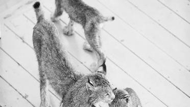 рись зі своїми кошенятами_20 / © Facebook/Tim Newton Photography