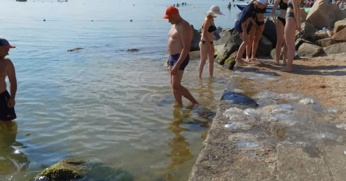 "Кладбища медуз-гигантов": на каких курортах в Украине невозможно купаться и почему