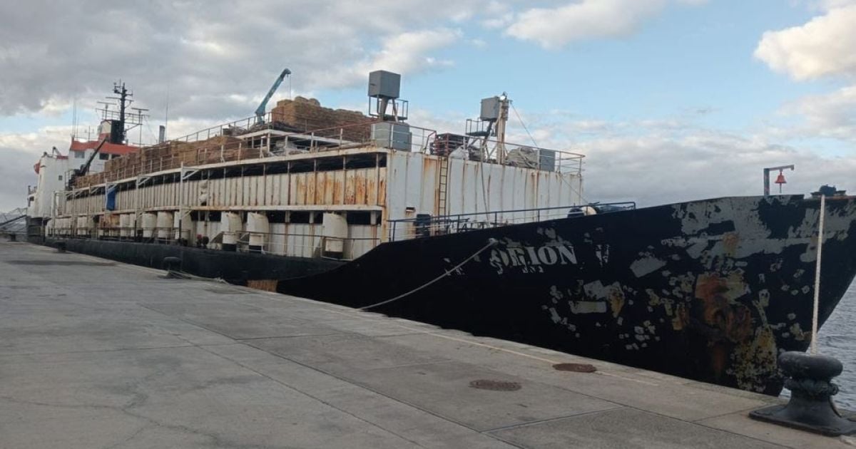 Коровы с кокаином: у Канарских островов задержали судно хитрого торговца наркотиками (видео)