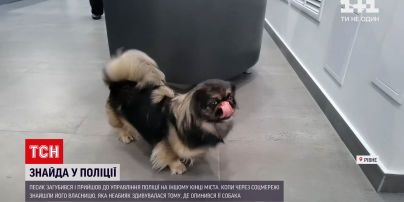 Новости Украины: в Сумах полицейские вернули хозяевам потерянного пикинеса