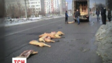 В харьковском микрорайоне Рогань сфотографировали дорожное происшествие со свиными тушами