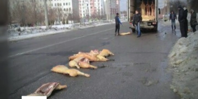 Курьезная авария в Харькове: из грузовика выпали свиные туши