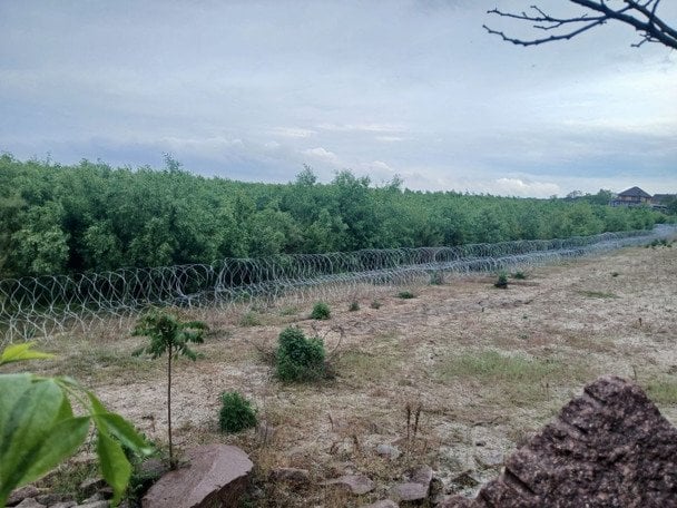 За три роки на місці водосховища виріс дикий ліс / Фото Олексій Василюк