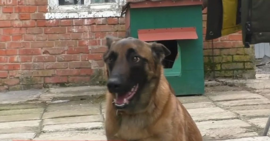 В Сумах собака спасла хозяйку, которая упала в погреб