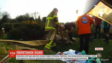 Пожежна бригада Дубліна кілька годин рятувала тварину, яка провалилася у канаву